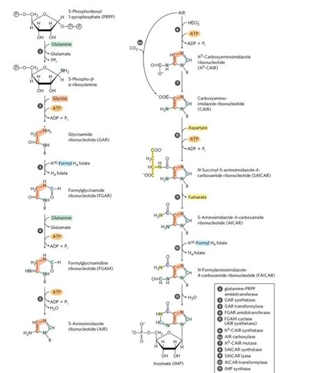 De Novo Purine and Pyrimidine Biosynthesis and Regulation