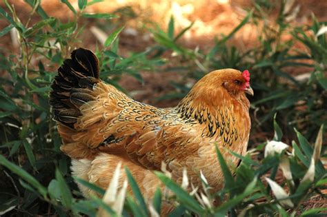 Beautiful Ameraucana Hen | Pet chickens, Chickens backyard, Chickens