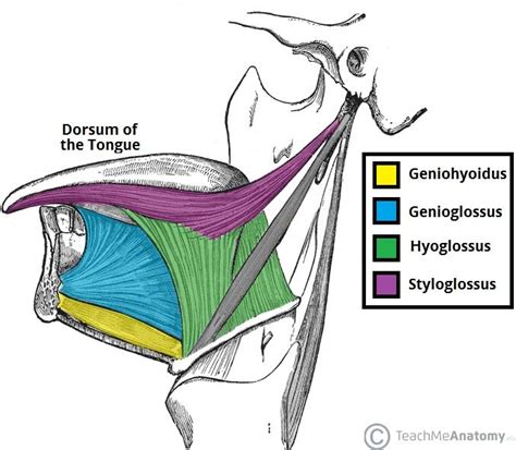 Sound Advice #45 – The Tongue is a Many-Splendored Thing