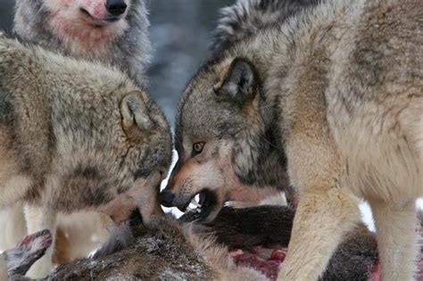 Wolf Season Comment Period Extended - Montana Hunting and Fishing Information