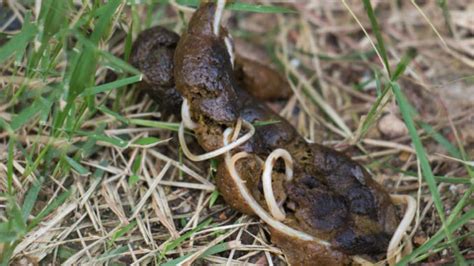 Pictures of Worms in Dog Poop 2023 - What to Do If You Find Them - Petsmart