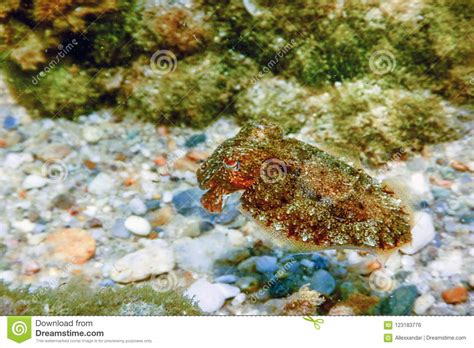 Cuttlefish Camouflage. Cuttlefish Swimming Underwater Stock Photo - Image of scuba, camouflage ...