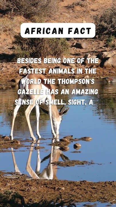 Thompson's Gazelle & predators#africa #factsaboutafrica # ...