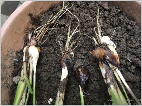 Propagating Iris Bulbs after Flowering – GARDENING FOR BEGINNERS