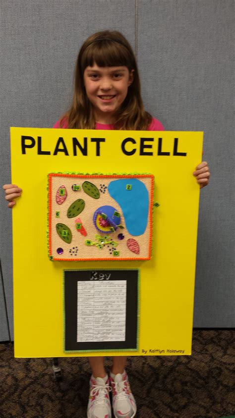 5th Grade Plant Cell Project - Cornerstone Christian School