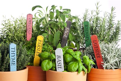 Spring Herb, Fruit & Veggies Planting Guide in Adelaide - Jeffries