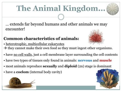 PPT - Kingdom Animalia The “Weird Words” Lecture PowerPoint Presentation - ID:2368226