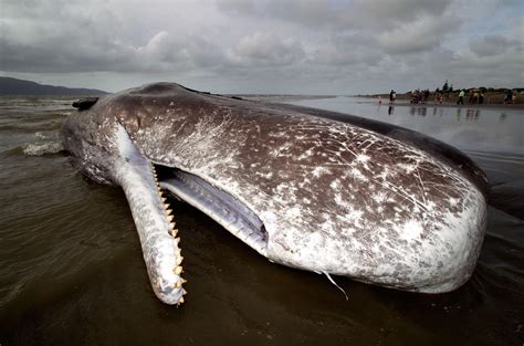 Dead sperm whale beached in New Zealand