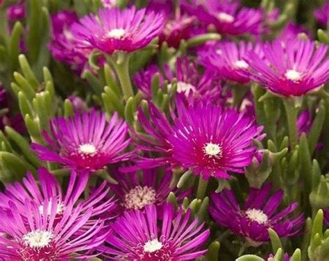 Species Spotlight ~ Delosperma, Hardy Ice Plant | The Succulent Eclectic | Ice plant, Plants ...