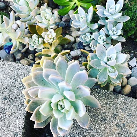 Ghost Plant Succulent | Etsy