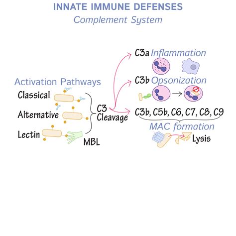 Immunology / Microbiology Glossary: Complement Activation | ditki ...