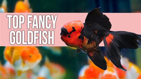 Top 10 Fancy Goldfish: A Complete Guide for Beginners – HousePetsCare.com