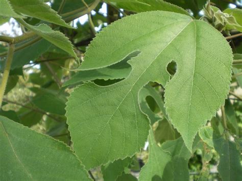 Broussonetia papyrifera - Factsheets - Provender Nurseries - Wholesale Nursery in Swanley, Kent