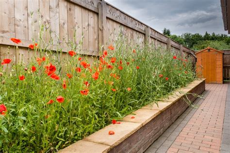 How To Grow Poppies From Seed Indoors / How To Dry Poppy Seeds For Replanting / How to use ...