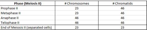 Chromosome and Chromatid Numbers during Mitosis and Meiosis | DAT Bootcamp