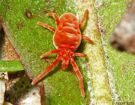 Red Velvet Mite - Trombidium sp. - North American Insects & Spiders