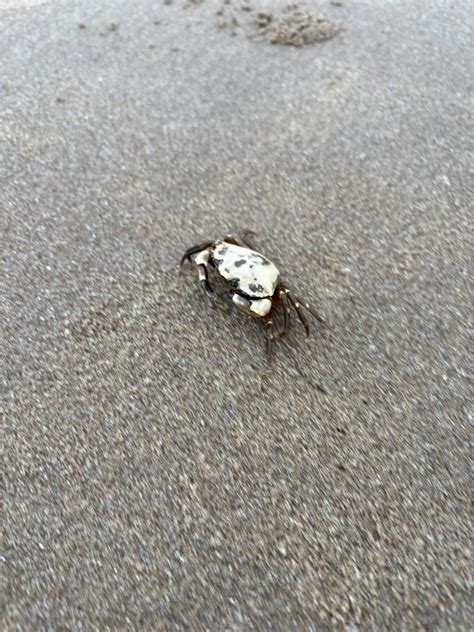 Coolest crab i’ve ever caught : r/crabs