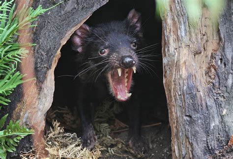 Tasmanian devils reintroduced to mainland Australia after 3,000 years ...