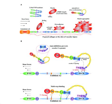 | A schematic diagram of the mechanisms of VWF and ADAMTS13 in thrombus... | Download Scientific ...