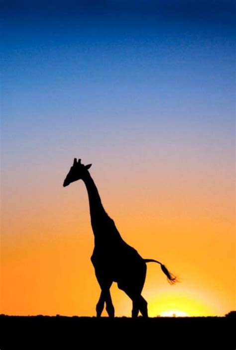 Log in | Animals beautiful, Giraffe, Tame animals