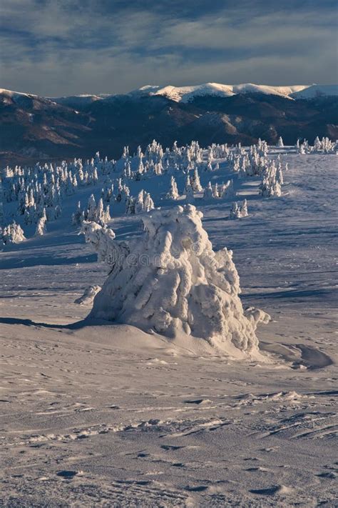 Snow Covered Spruce Trees on Vidlica Peak in Mala Fatra Stock Image - Image of velka, winter ...