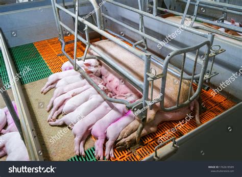 Farrowing Crates Pig Farms Swine Farming Stock Photo 1762618589 ...