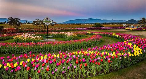 5 Spectacular Flower Festivals Across America | Skagit valley tulip ...