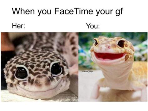 Lizard Meme Smiling Lizard - annialexandra