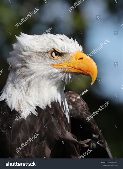 Portrait Angry American Bald Eagle Stock Photo 1185655462 | Shutterstock