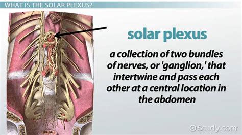 Solar Plexus Anatomy, Location & Function - Lesson | Study.com