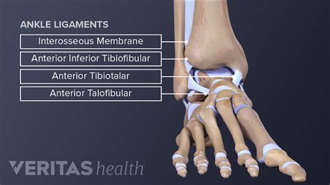 Ankle Anatomy: Muscles and Ligaments | Sports-health