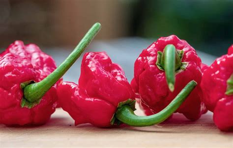 Dragon's Breath Pepper Vs. Carolina Reaper Showdown