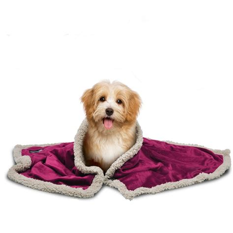 Pawsse Sherpa Puppy Blanket for Small Dogs Kitten, Warm Flannel Plush ...