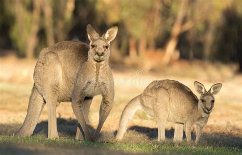 Western grey kangaroos stock image. Image of looking - 124987005