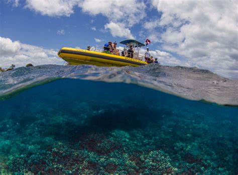 Dolphin Excursions Hawaii | Go Hawaii