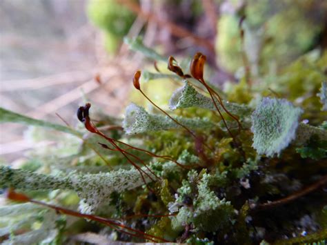 Mosses | Blog | Foxglove Covert Local Nature Reserve