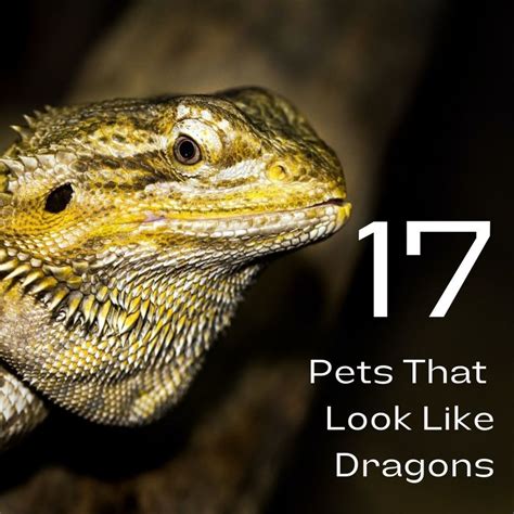 17 Pets You Can Legally Own That Look Like Dragons - PetHelpful