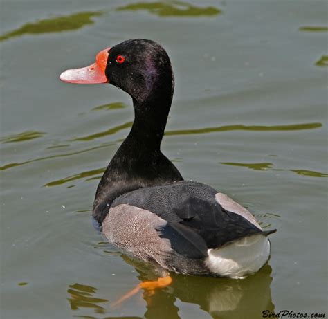 Rosy-billed Pochard | BirdPhotos.com