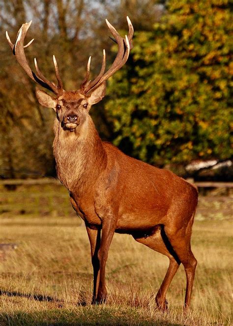 Red Deer Stag - Majestic Wildlife Photography