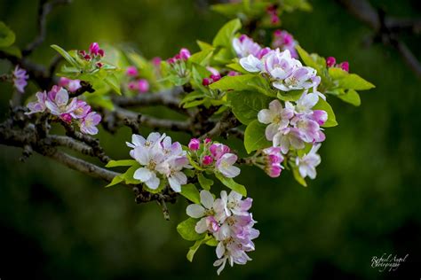 Apple tree in bloom / 500px | Flowers, Apple tree, Bloom