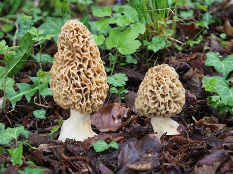 Speisemorcheln, Morchella esculenta Foto & Bild | mai, april, natur Bilder auf fotocommunity