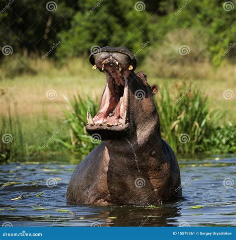 Yawning hippo stock image. Image of park, laziness, dive - 15579361