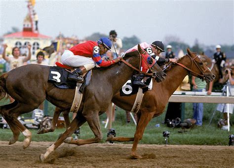 Affirmed & Alydar - Race Horses Photo (4082972) - Fanpop