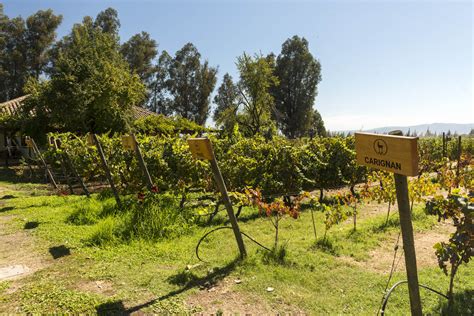 Curicó Valley - Chile Travel