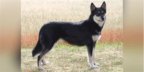 Lapponian Herder - Temperament, Lifespan, Shedding, Puppy