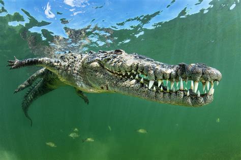 American Crocodile Teeth, Jardines De La Reina, Cuba Photograph by Alex Mustard / Naturepl.com ...