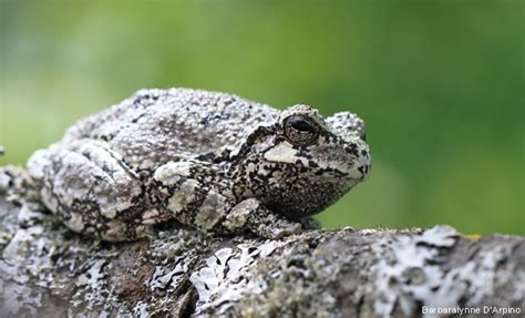 Camouflaged Frogs