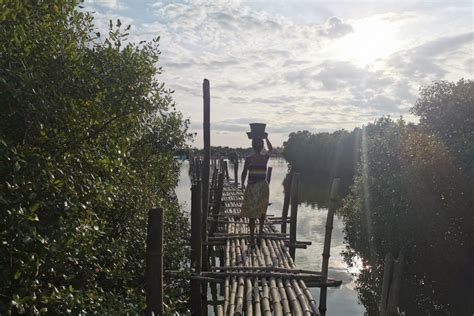 Community-based mangrove restoration - Oceanus Conservation