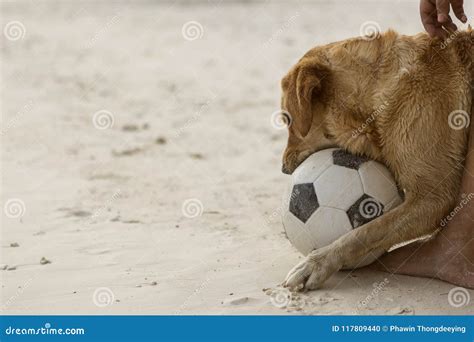 Dog playing football stock photo. Image of outdoor, play - 117809440