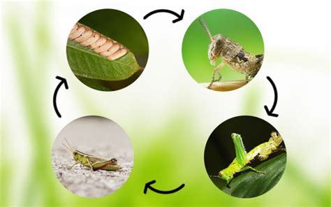 Grasshopper Life Cycle - With Facts & Pictures - Insectic